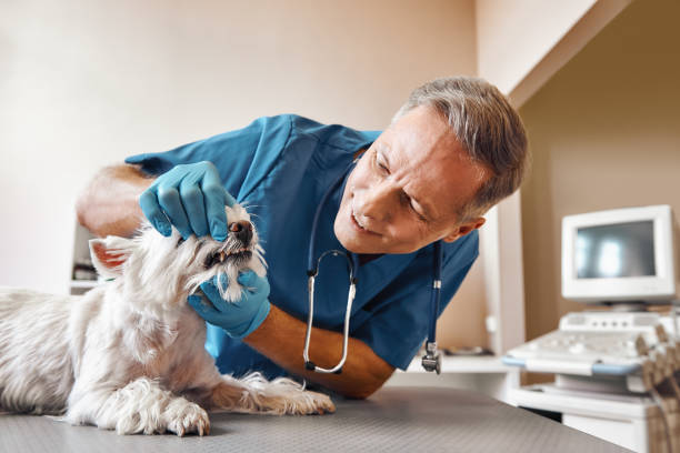 Best Emergency Denture Repair in Windsor, IL