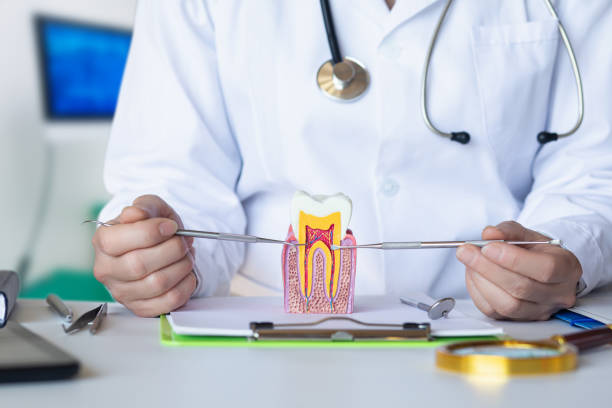 Best Knocked-Out Tooth (Avulsed Tooth) Treatment in Windsor, IL